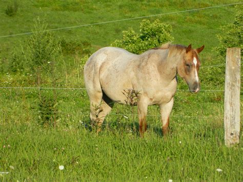 With a large selection of quarter <strong>horses</strong>, paints, appaloosas and thoroughbreds, you can find the right barrel <strong>horse</strong>. . Horses for sale in wv